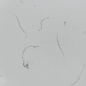 sigma quartz affordable colours